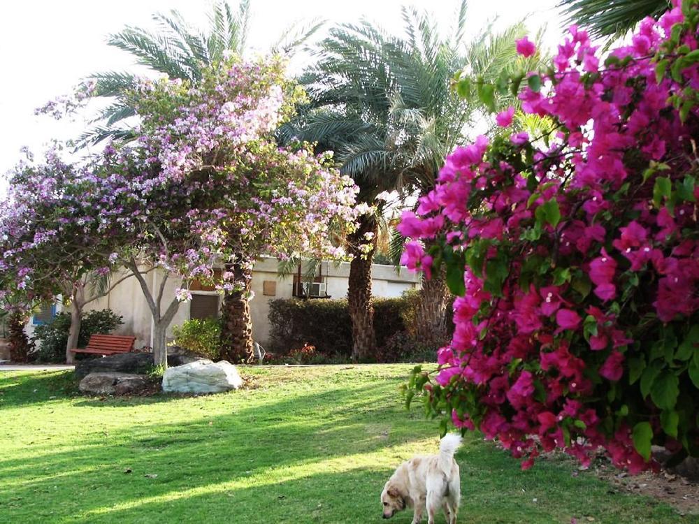 Eilot Kibbutz Country Lodging Eilat Extérieur photo